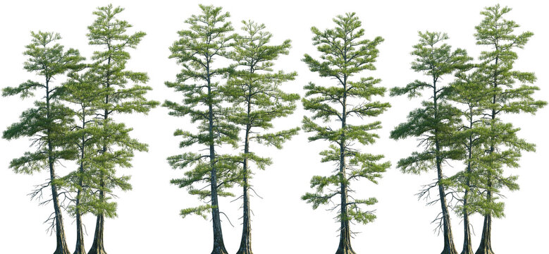 Set of Taxodium ascendens (also known as pond cypress) frontal set trees isolated png on a transparent background perfectly cutout