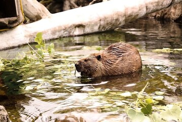 Beaver swimming peacefully among green water plants, with logs and clear water creating a serene natural scene.