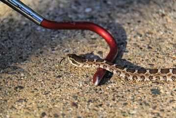 Young rattlesnake encountering a red hook on gravel, displaying its distinctive pattern and alert posture.