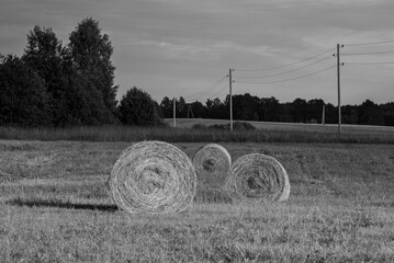 A rural field with large round hay bales scattered across the green grass, surrounded by trees, power lines, and a blue sky in the background.