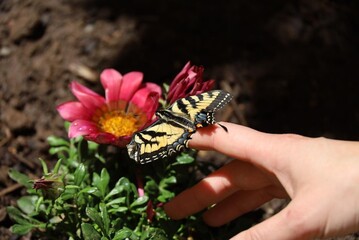 Swallowtail butterfly resting on a person's finger with a vibrant pink flower and lush green...