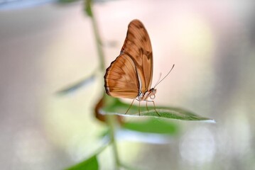 Close-up of a delicate orange butterfly perched on a green leaf, with a softly blurred background highlighting its graceful wings and fine details