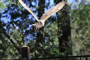 Barn owl in mid-flight over a fence, wings fully spread against a backdrop of dense trees,...