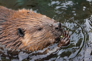 Close-up of a wet beaver munching on green vegetation in the water, highlighting its textured fur...
