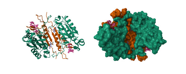 Caspase 8 bound to a covalent inhibitor (pink). 3D cartoon and molecular surface models, PDB 3kjn, chain id color scheme