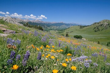Fototapeta premium Vibrant Wildflowers on Scenic Mountainside