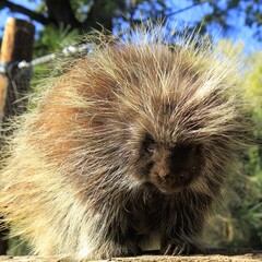 A close-up of a North American porcupine displaying its sharp quills illuminated by sunlight, with a natural forest backdrop adding to its striking appearance.