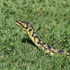 A striking jungle carpet python with vivid yellow and black patterns slithering through vibrant green grass, showcasing its intricate scales in natural light.