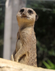 Le suricate, sentinelle du d&eacute;sert