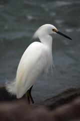 Snowy Egret on the Texas Gulf Coast Jetty