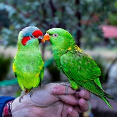 Two vibrant green parrots perched on a hand, showcasing stunning plumage, bright red and blue accents, and playful expressions against a blurred natural background