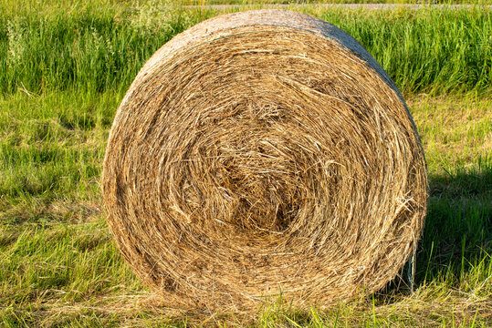 A close-up black and white photograph of a round hay bale sitting in a rural field, showing detailed textures of straw and grass.