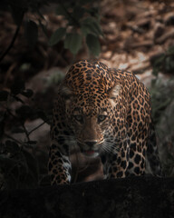 leopard on the wall from Pench National Park, India