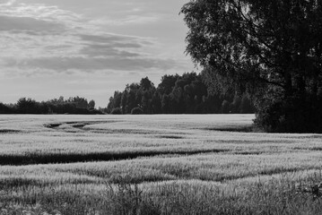  A serene rural landscape featuring a lush green wheat field under a partly cloudy sky, surrounded by dense trees and soft natural light.