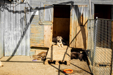Stray homeless dogs at animal shelter. Rescue animals concept