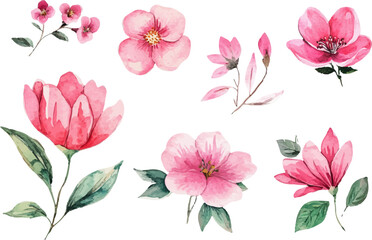 watercolor set of pink flowers art