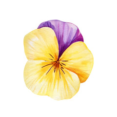 watercolor pansy flower, colorful  botanical nature floral art, vibrant spring flower clipart isolated background