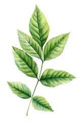 green branch, flora art. Exotic leaves, watercolor botanical painting, tropical foliage realistic plant isolated natural design, forest clipart
