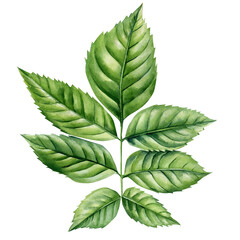 green branch, flora art. Exotic leaves, watercolor botanical painting, tropical foliage realistic plant isolated natural design, forest clipart