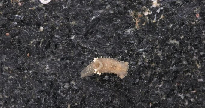 Sea slug Palio dubia close up, order Nudibranchia, Mollusca phylum, family Polyceridae. White Sea.