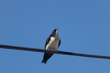 Golondrina mirando al cielo