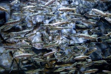 A dense school of small fish, their shimmering scales reflecting light, swimming gracefully against a backdrop of rocky underwater terrain.