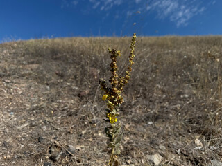 Tall Verbascum thapsus plants with bright yellow flower spikes blooming. Hairy mullein yellow flower. Close-up of yellow flowers of a mullein plant. The great mullein, greater mullein.
