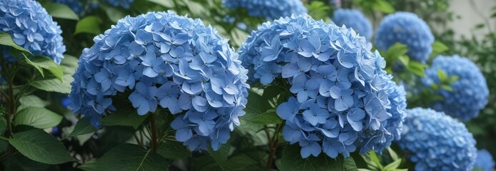 Hydrangea bush with blue flowers against a soft background , blooming, foliage