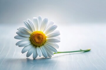 Obraz premium Inspirational Daisy Quotes Minimalist Photography: Flower Power, Hope, Beauty, Spring