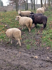 Fototapeta premium sheep in the field