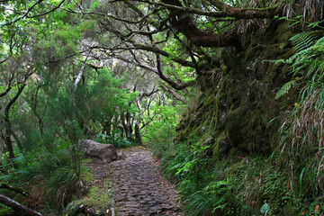 Obraz premium Wanderweg entlang einer Levada durch den ursprünglichenNebelwald in Madeira 