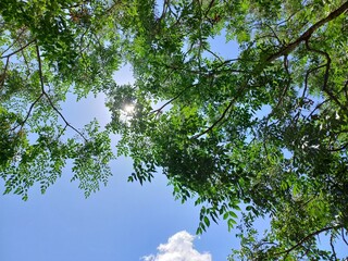 blue sky and sun, nature, blue sky and trees, landscape, tree in the sky