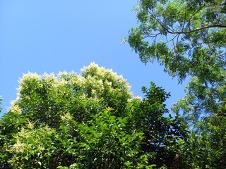 blue sky and sun, nature, blue sky and trees, landscape, tree in the sky