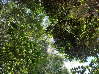 Fototapeta premium blue sky and sun, nature, blue sky and trees, landscape, tree in the sky