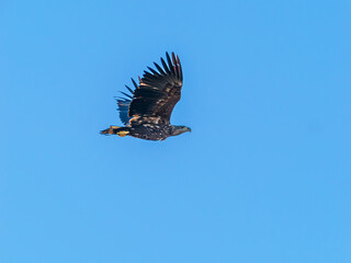 White-tailed eagle in flight