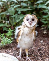 Adorable young barn owl with fluffy down feathers, standing on the ground surrounded by greenery, gazing curiously at the camera