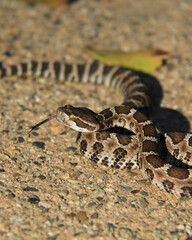 Rattlesnake coiled on a gravel surface, tongue flicking out to sense its surroundings, showcasing distinctive patterned scales