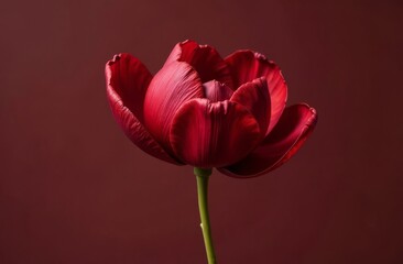 Obraz premium red tulip on red background