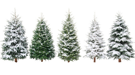 Obraz premium Collection of Christmas Trees with Snow, isolated on transparent background