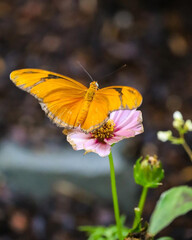 Bright orange butterfly perched delicately on a pink flower, its wings spread wide to reveal their vibrant color and delicate texture