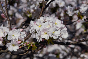Close-up of cherry blossoms blooming on branches in spring sunlight