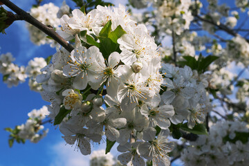 Close-up of white blossoms on tree branch under blue sky