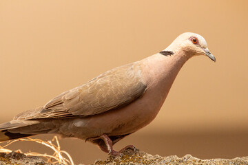 Close-up red-eyed dove Streptopelia semitorquata