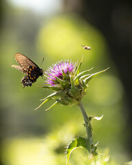 A black butterfly feeding on a purple thistle in a sunlit meadow.