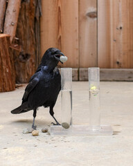 Clever black crow solving a water displacement puzzle with stones, a demonstration of bird intelligence in a controlled environment
