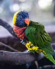 Curious fox with golden fur looking directly at the camera, beautifully highlighted by natural sunlight