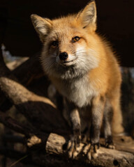 A fox standing on a log, looking curiously ahead in natural lighting.
