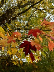 maple leaves