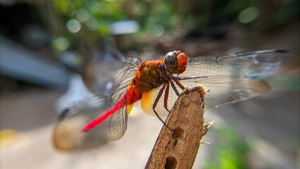 Close up or macro photo of a dragonfly (Capung) or suborder Anisoptera in a garden.
