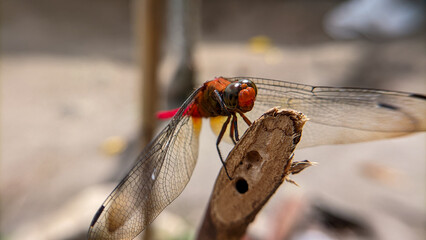 Close up or macro photo of a dragonfly (Capung) or suborder Anisoptera in a garden.